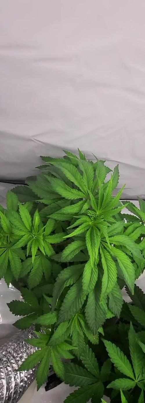 Sherbzooka (Wizard Trees) - cultivated by KEVS BEST