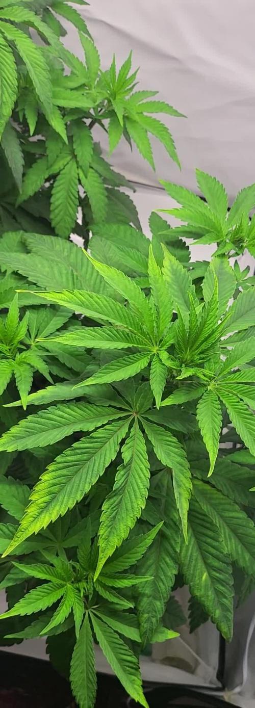 Sherbzooka (Wizard Trees) - cultivated by KEVS BEST