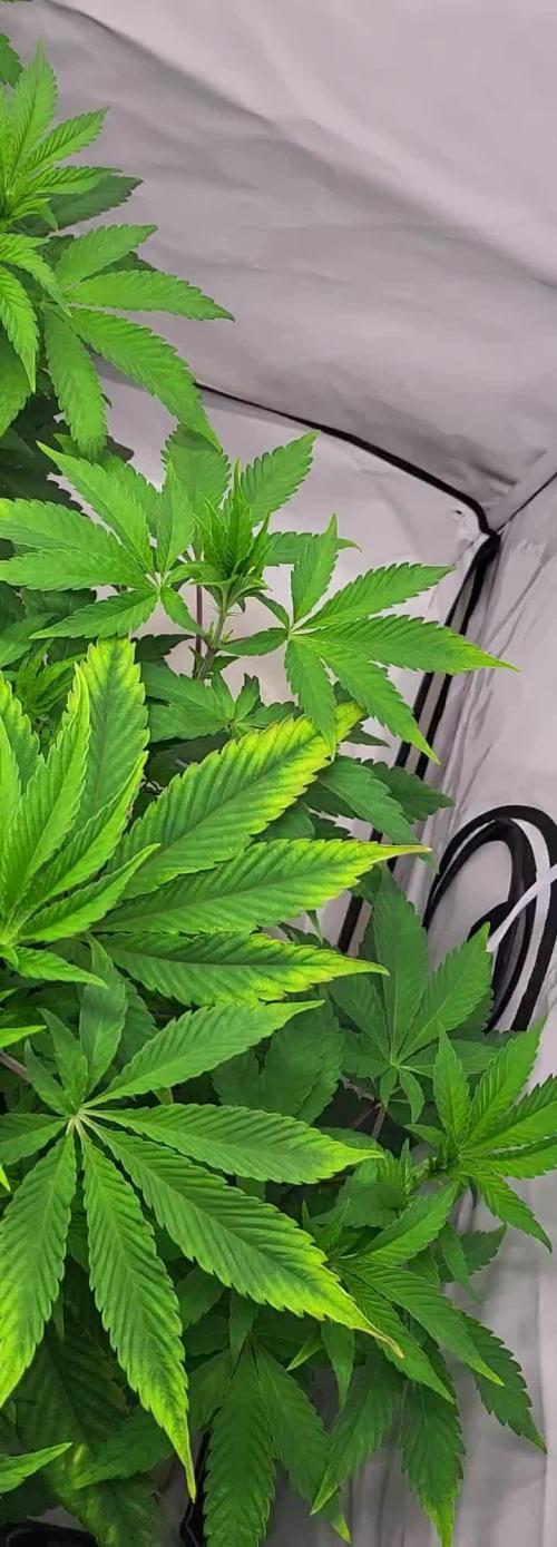 Sherbzooka (Wizard Trees) - cultivated by KEVS BEST