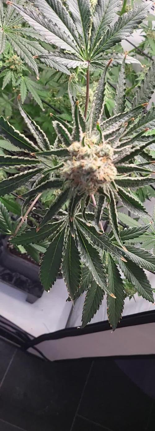 3rd Run Sherbzooka - Pheno #4/#5
