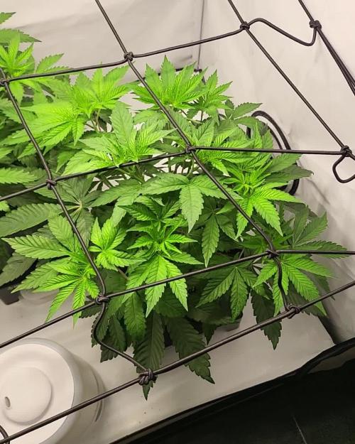 3rd Run Sherbzooka - Pheno #4/#5