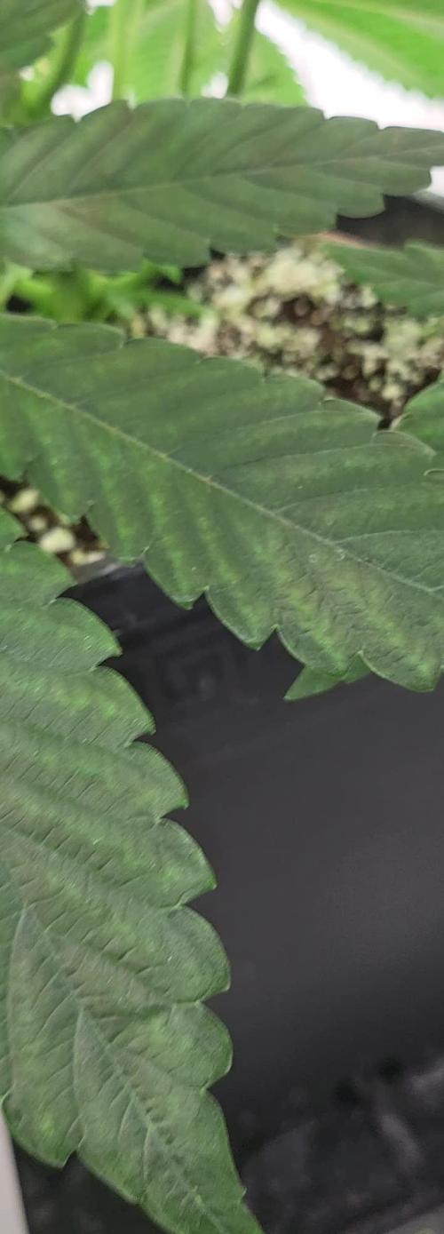 3rd Run Sherbzooka - Pheno #4/#5