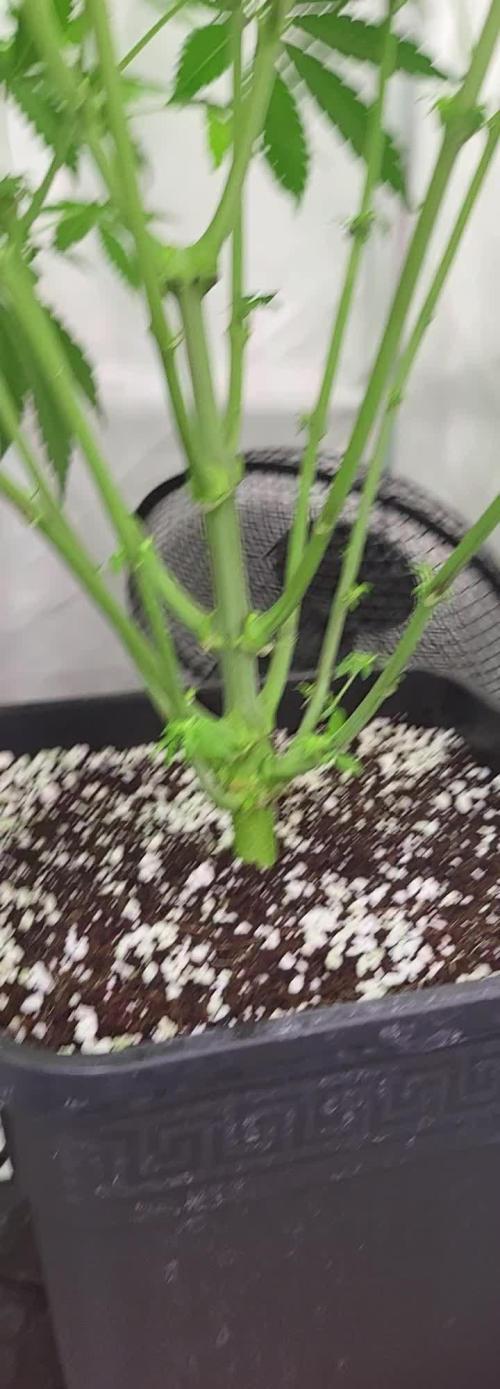 3rd Run Sherbzooka - Pheno #4/#5