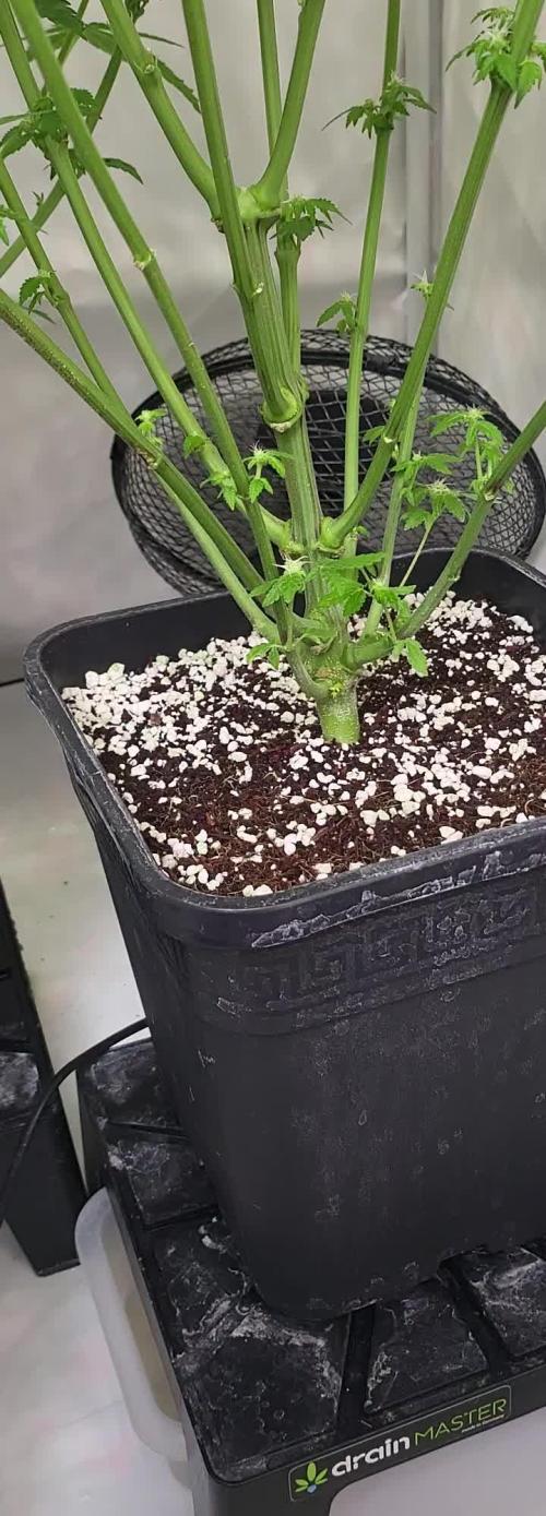 3rd Run Sherbzooka - Pheno #4/#5