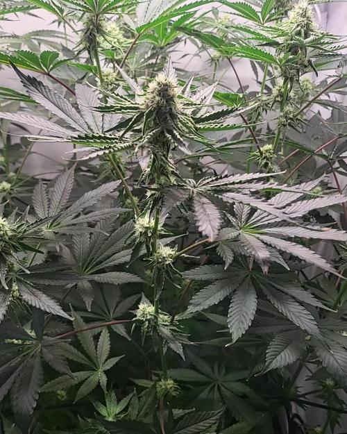 3rd Run Sherbzooka - Pheno #4/#5