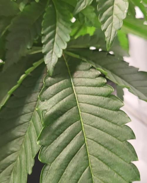 Last Dance - Wizard Trees