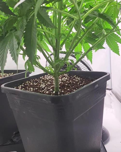 Last Dance - Wizard Trees