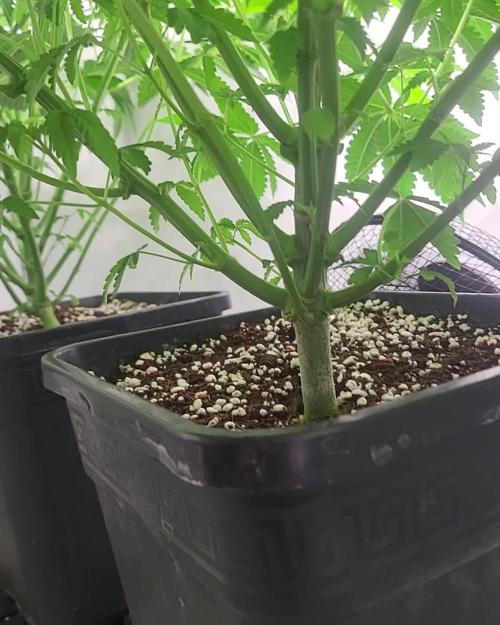 Last Dance - Wizard Trees