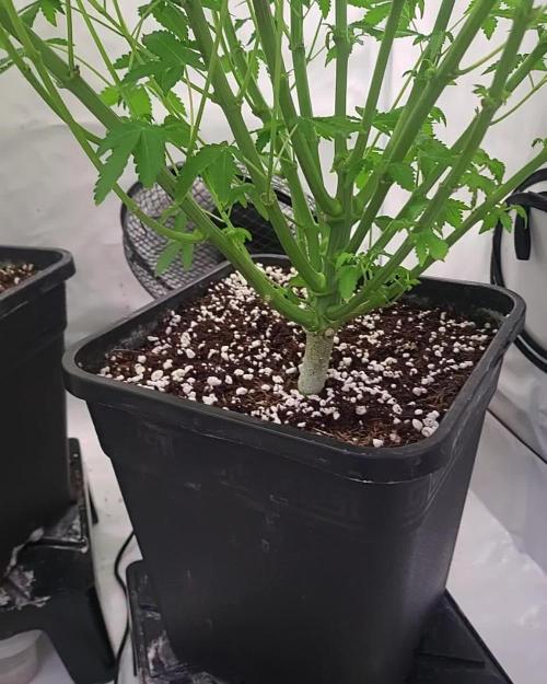 Last Dance - Wizard Trees