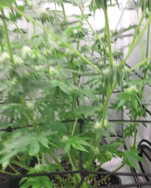 Last Dance - Wizard Trees