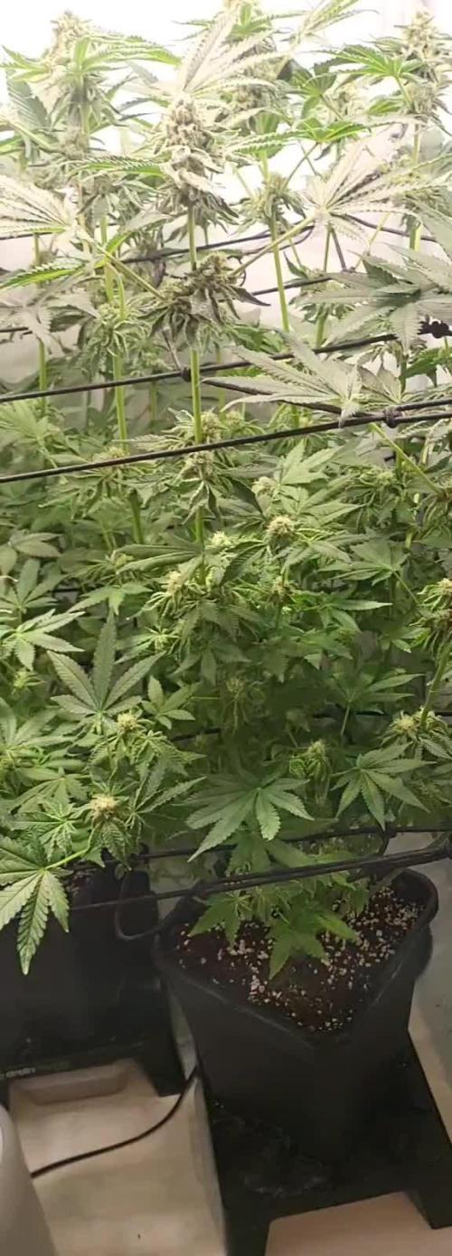 Last Dance - Wizard Trees