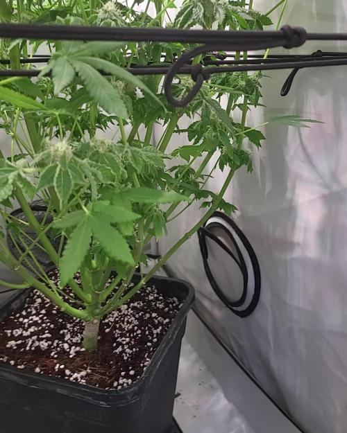 Last Dance - Wizard Trees