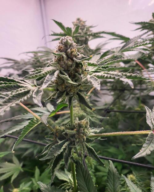 Last Dance - Wizard Trees. Week 10 - 13.10.25