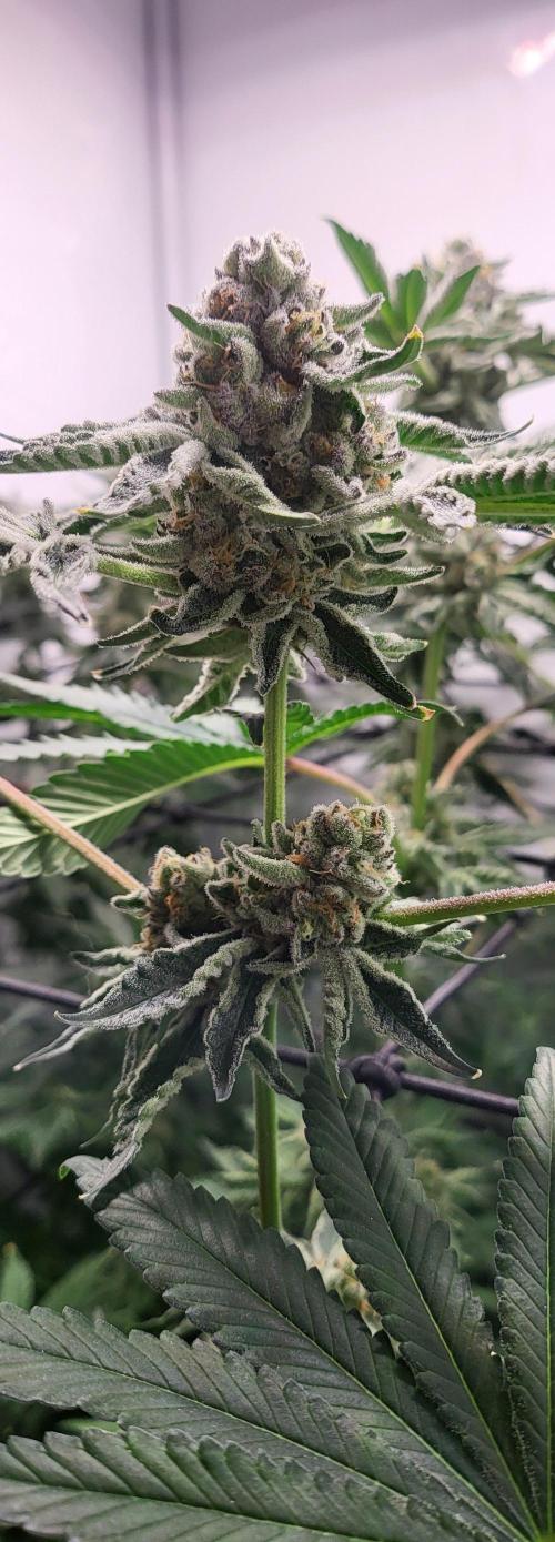 Last Dance - Wizard Trees. Week 10 - 14.10.25