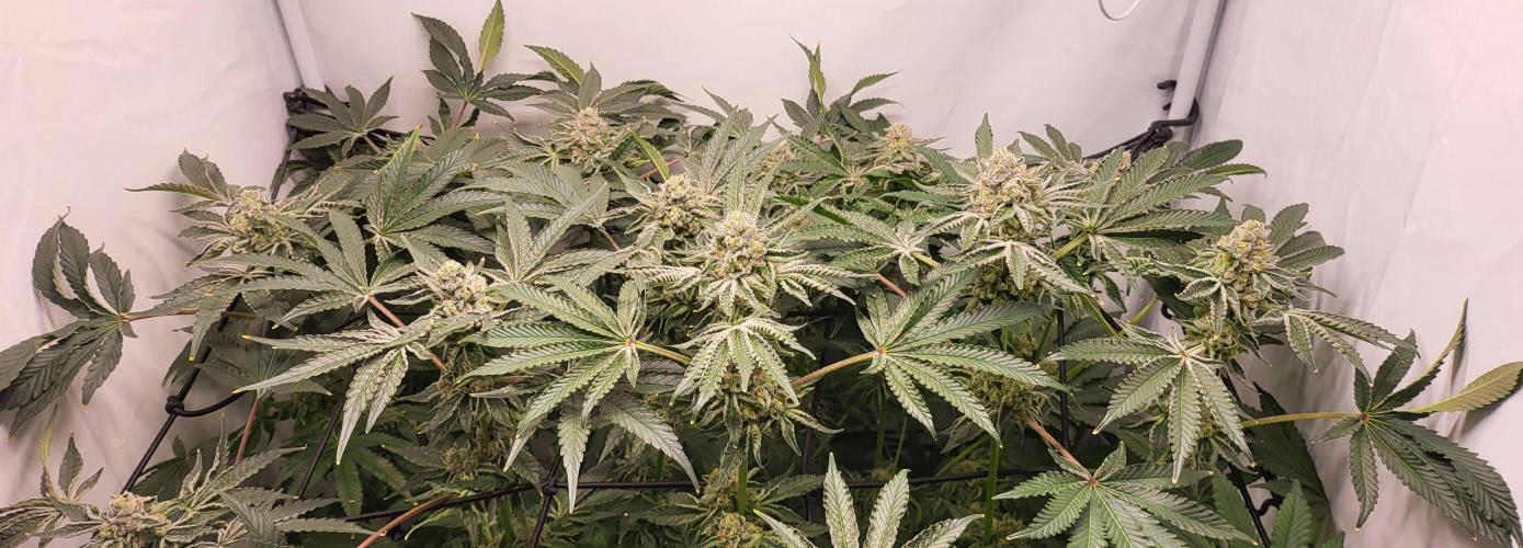 Last Dance - Wizard Trees. Week 10 - 15.10.25