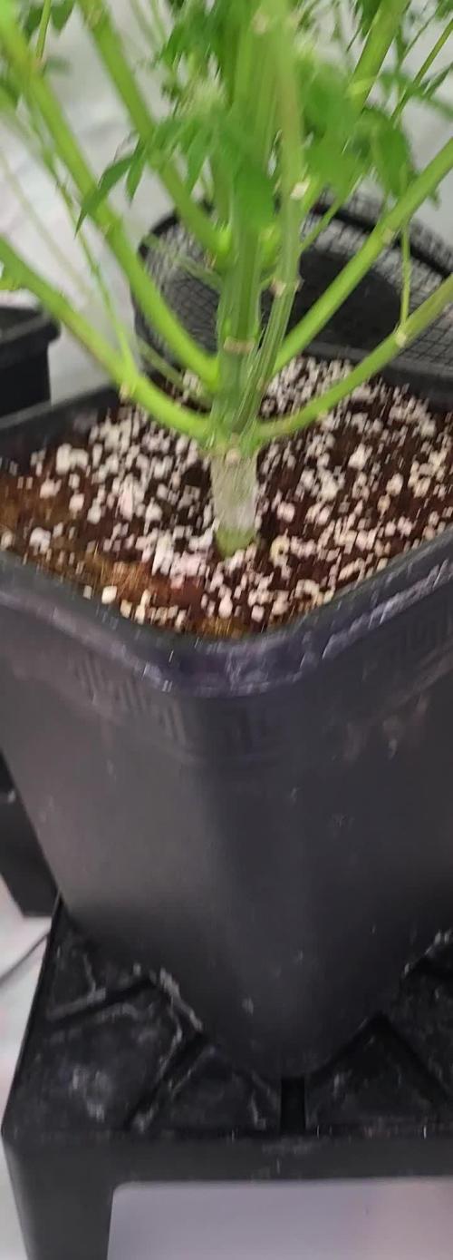 Last Dance - Wizard Trees