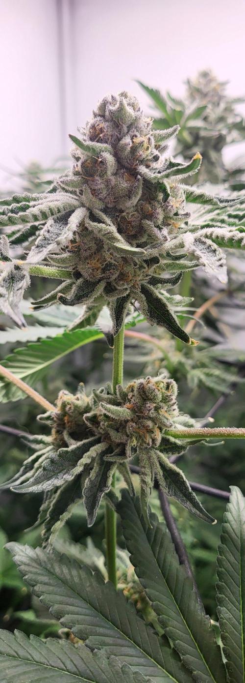 Last Dance - Wizard Trees. Week 10 - 16.10.25