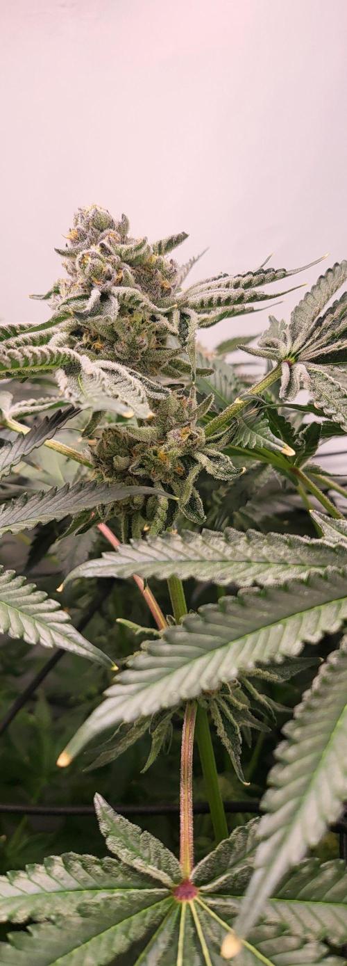 Last Dance - Wizard Trees. Week 10 - 16.10.25