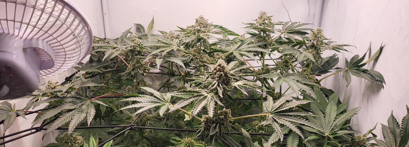 Last Dance - Wizard Trees. Week 10 - 16.10.25