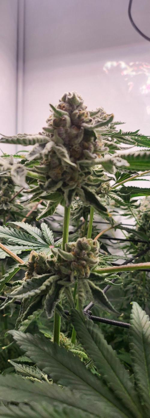 Last Dance - Wizard Trees. Week 10 - 17.10.25