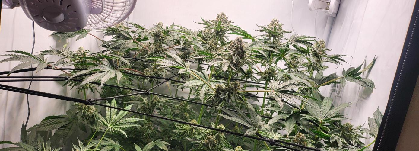 Last Dance - Wizard Trees. Week 10 - 17.10.25