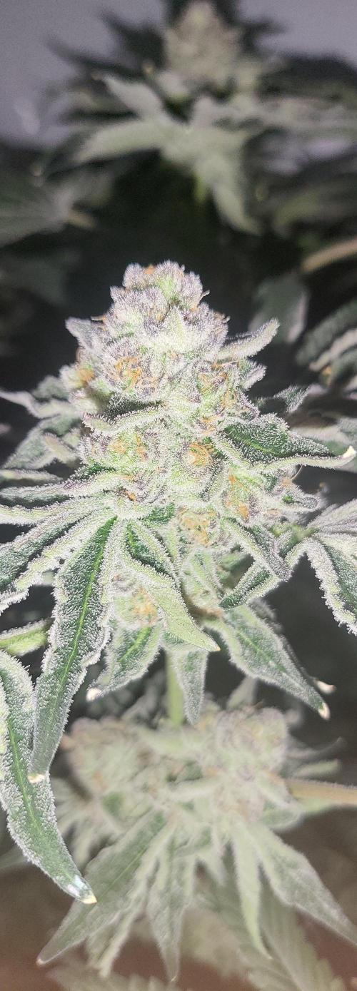 Last Dance - Wizard Trees. Week 10 - 17.10.25