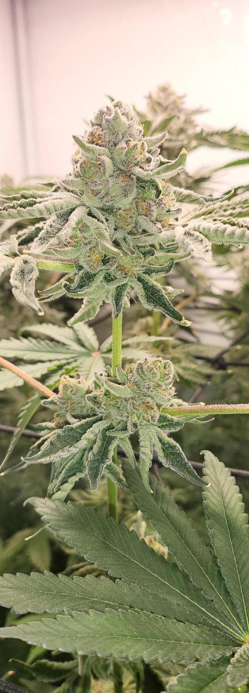 Last Dance - Wizard Trees. Week 10 - 19.10.25