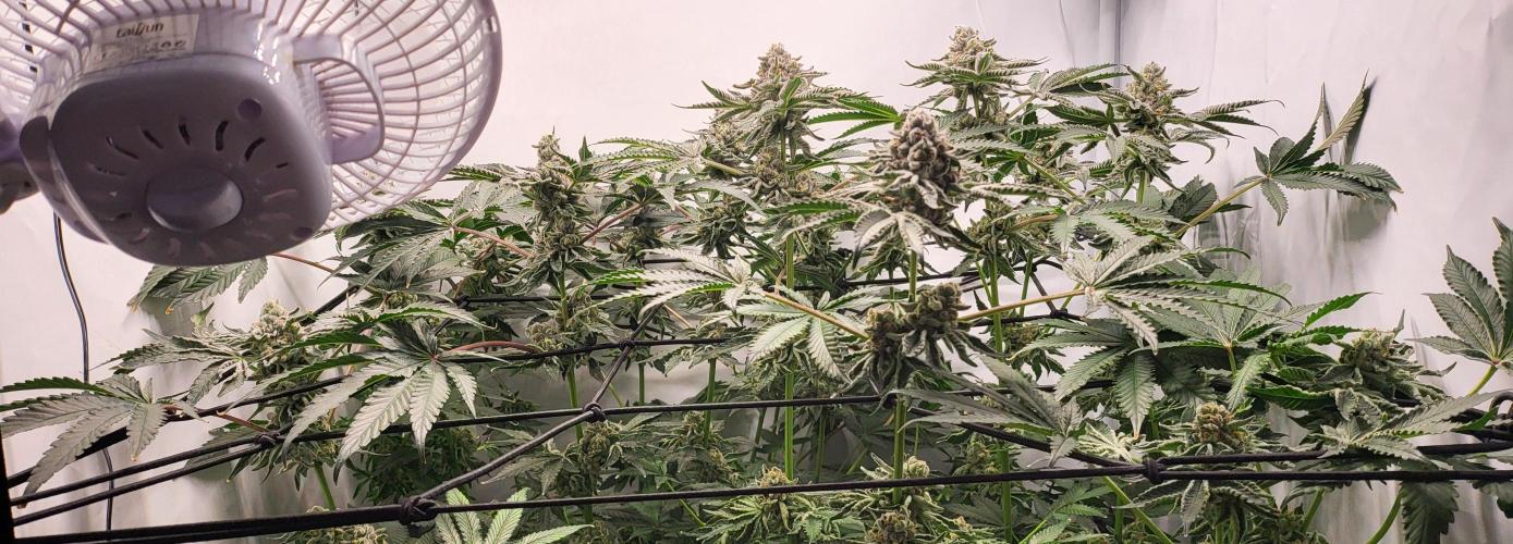 Last Dance - Wizard Trees. Week 10 - 19.10.25