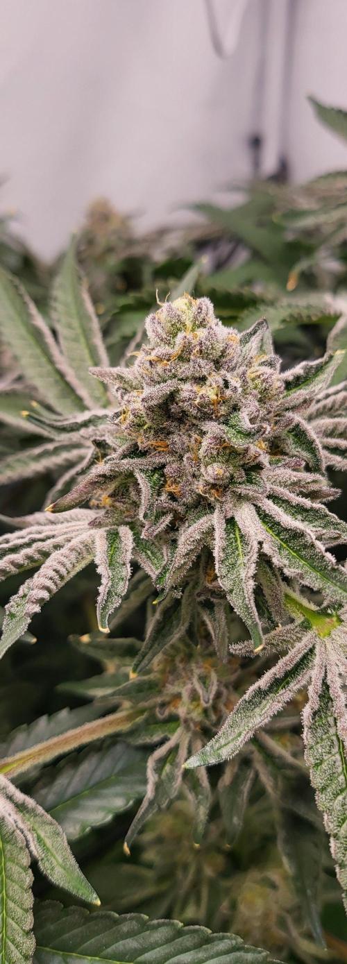 Last Dance - Wizard Trees. Week 10 - 19.10.25