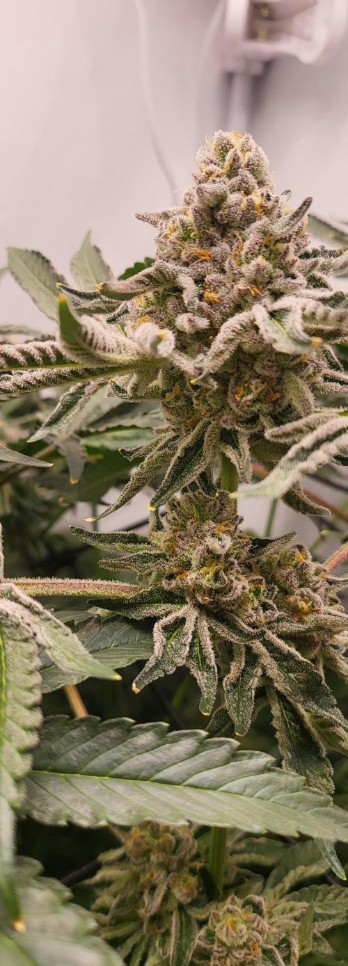 Last Dance - Wizard Trees. Week 11 - 20.10.25 #1