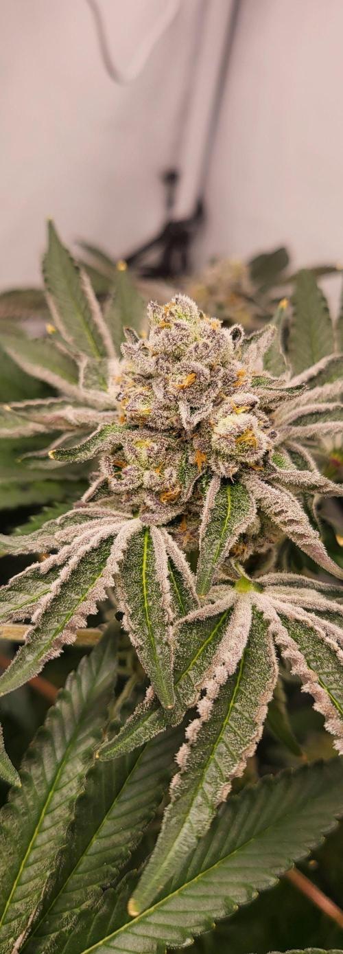 Last Dance - Wizard Trees. Week 11 - 20.10.25