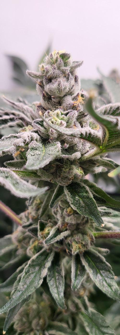 Last Dance - Wizard Trees. Week 11 - 20.10.25 #2