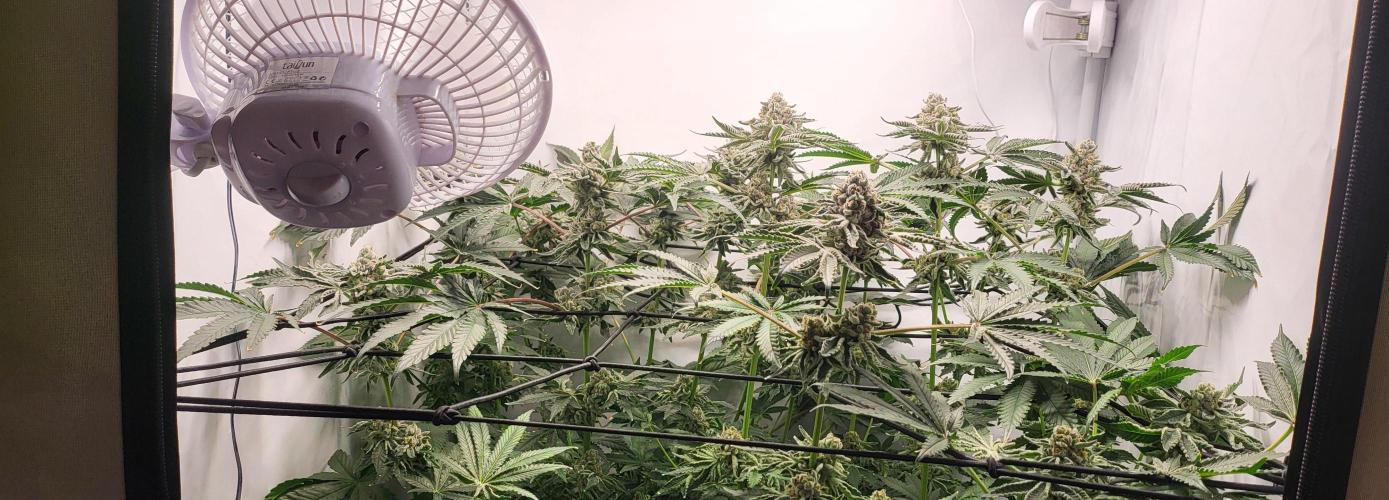 Last Dance - Wizard Trees. Week 11 - 20.10.25