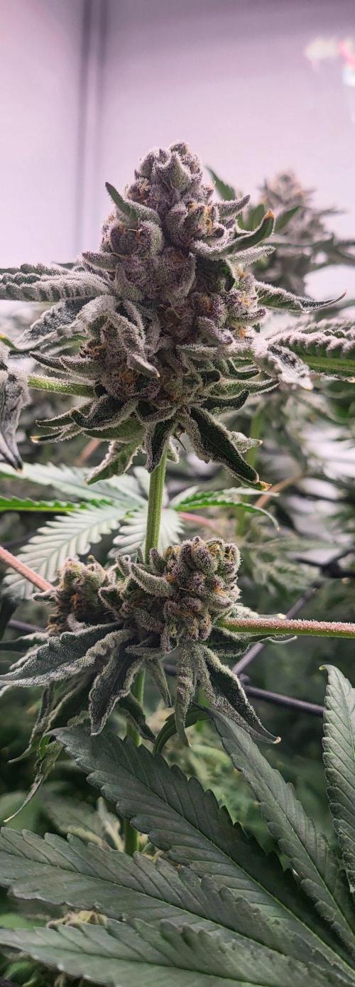 Last Dance - Wizard Trees. Week 11 - 21.10.25