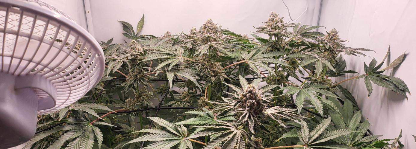 Last Dance - Wizard Trees. Week 11 - 21.10.25