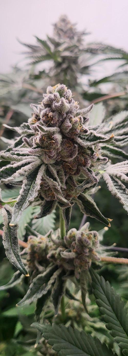 Last Dance - Wizard Trees. Week 11 - 22.10.25