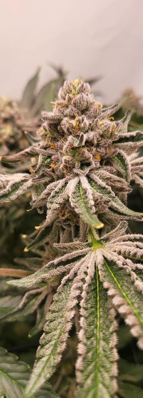 Last Dance - Wizard Trees. Week 11 - 22.10.25