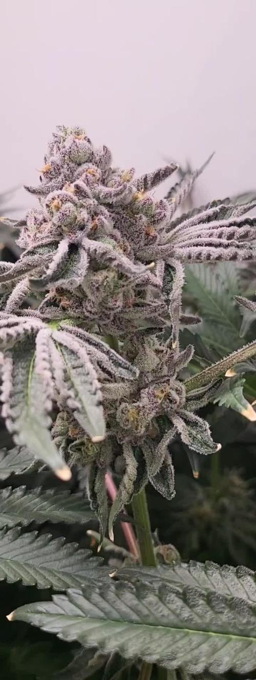 Last Dance - Wizard Trees