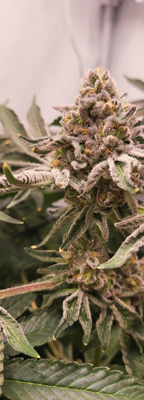 Last Dance - Wizard Trees. Week 11 - 23.10.25