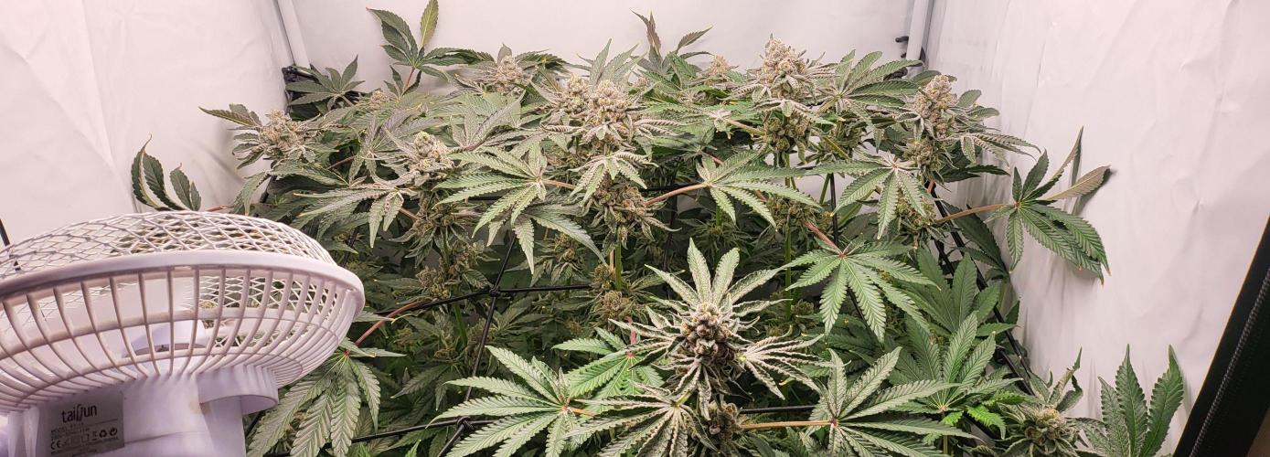 Last Dance - Wizard Trees. Week 11 - 23.10.25