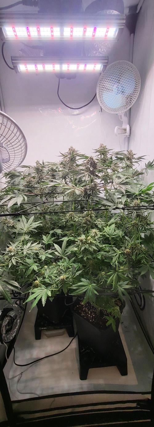 Last Dance - Wizard Trees. Week 11 - 23.10.25