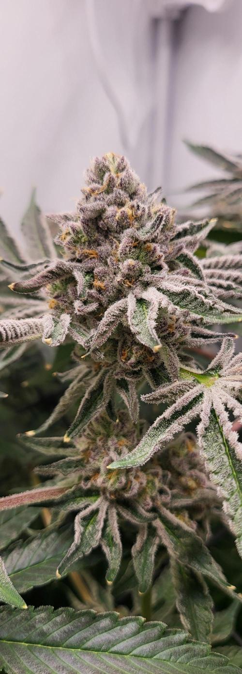 Last Dance - Wizard Trees. Week 11 - 24.10.25