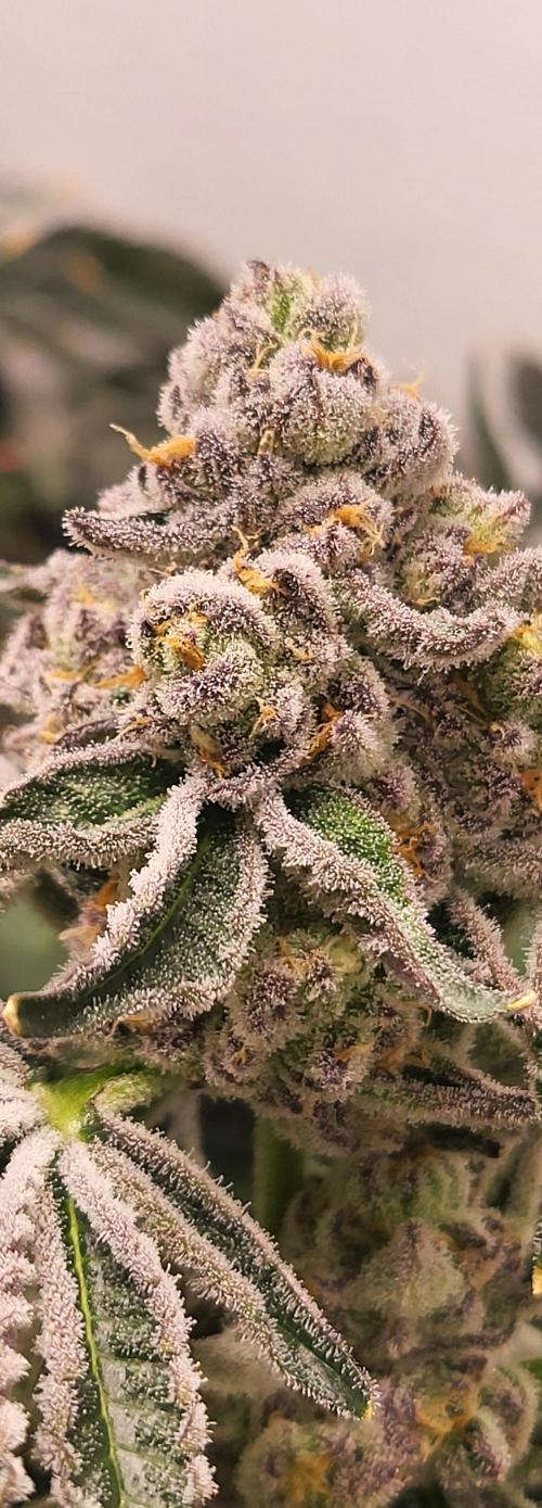 Last Dance - Wizard Trees. Week 11 - 24.10.25