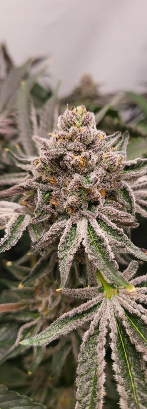 Last Dance - Wizard Trees. Week 11 - 25.10.25