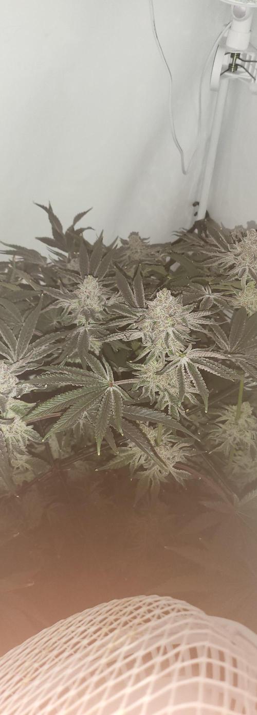 Last Dance - Wizard Trees. Week 11 - 26.10.25