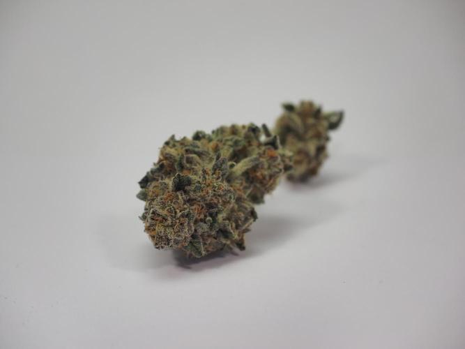 Last Dance - Wizard Trees. Week 12 - No Sell (#1)