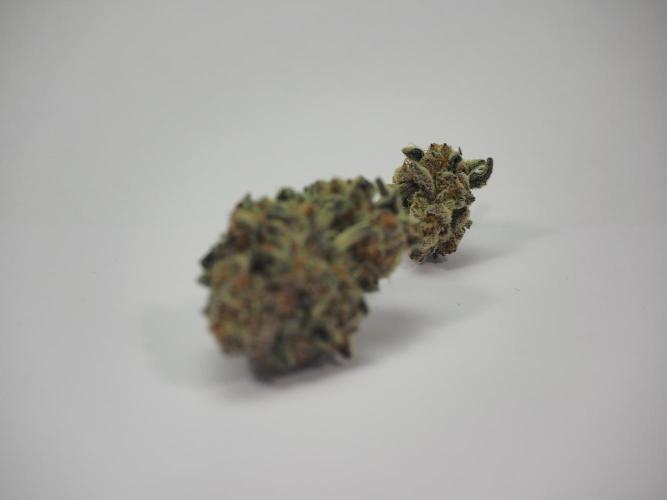 Last Dance - Wizard Trees. Week 12 - No Sell (#1)