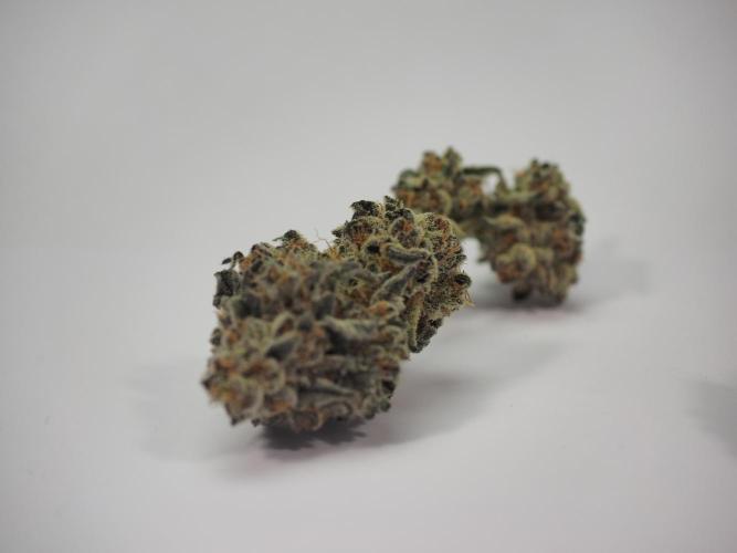 Last Dance - Wizard Trees. Week 12 - No Sell (#1)