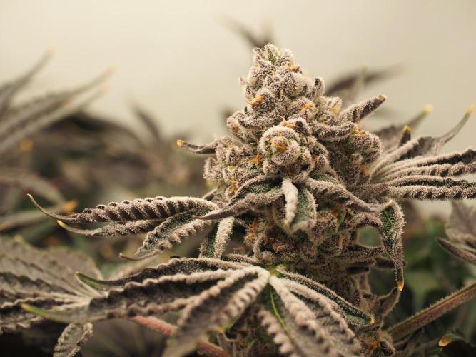 Last Dance - Wizard Trees. Week 12 - Harvest Day