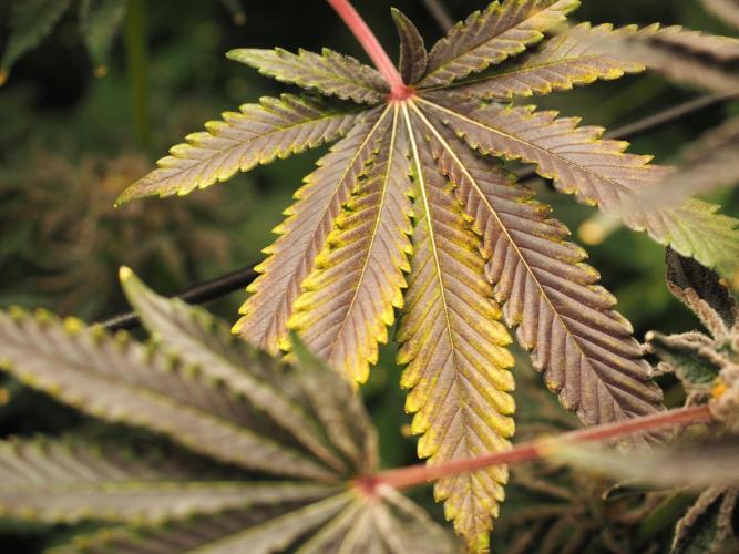 Last Dance - Wizard Trees. Week 12 - Harvest Day